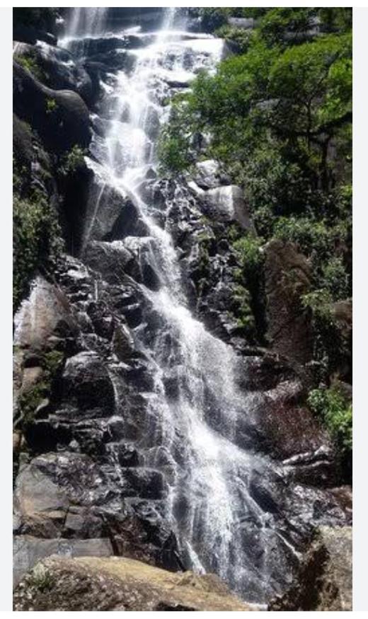 Ninho Do Sabia Ilhabela